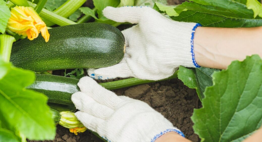 Перше підживлення для кабачків у відкритому ґрунті: такому щедрому врожаю будуть заздрити всі сусіди 