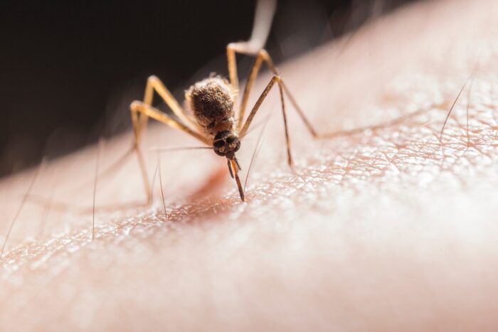Які натуральні запахи не подобаються комарам й іншим комахам