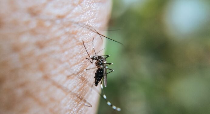 Комарам не подобаються ці запахи: 6 натуральних відлякувачів комах без хімічних репелентів 