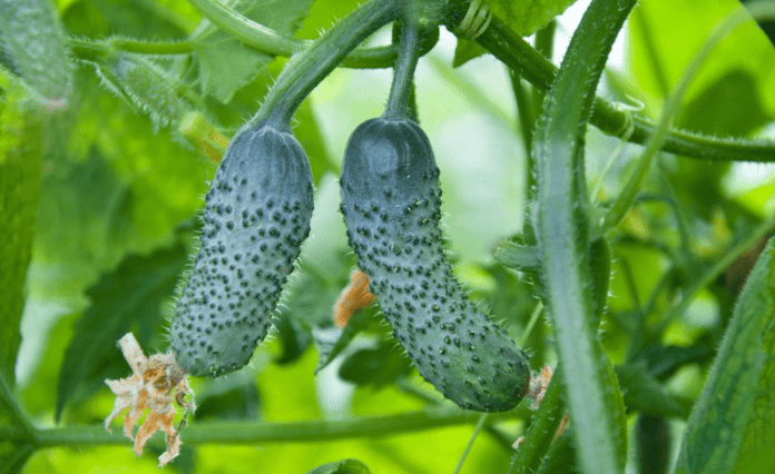 Як правильно підгодувати огірки Як правильно підгодувати огірки
