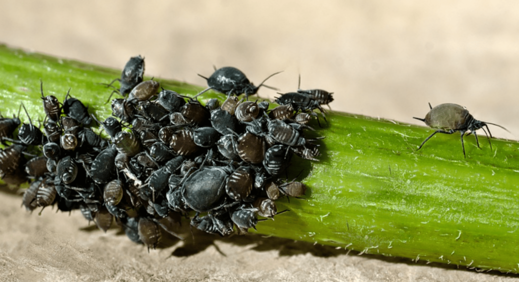 Як я позбавилася від попелиці без хімії та не витратила ні копійки: спосіб, який працює раз і назавжди 