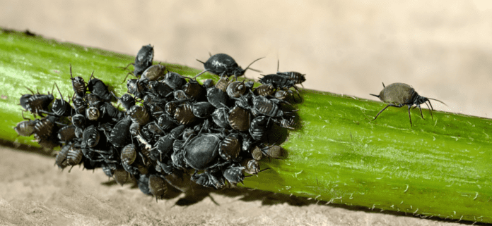 Як позбутись від попелиці раз і назавжди Як позбутись від попелиці раз і назавжди