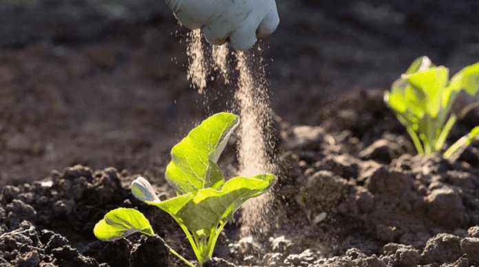 Які овочі можна посіяти у липні Які овочі можна посіяти у липні