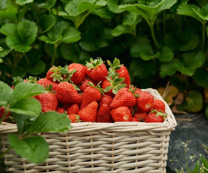 Городник порадив, чим підживити полуницю у вересні Городник порадив, чим підживити полуницю у вересні