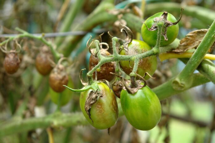 Як правильно доглядати за помідорами для багатого врожаю Як правильно доглядати за помідорами для багатого врожаю