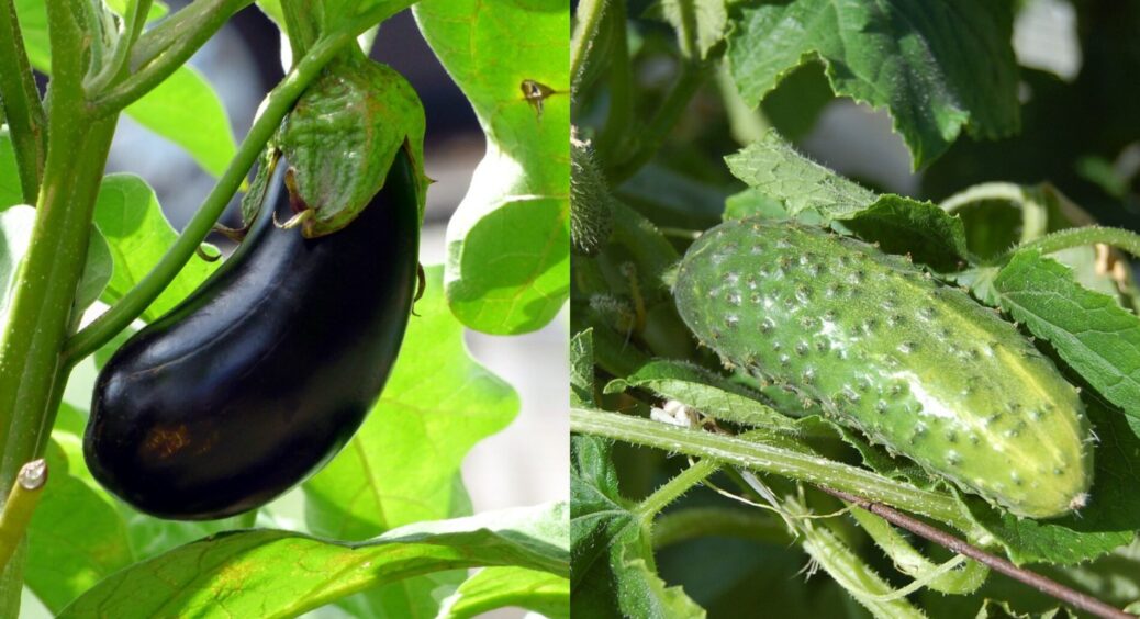 Дайте таку підкормку огіркам і баклажанам: завалять врожаєм. Навіть засохла розсада оживе до ранку 