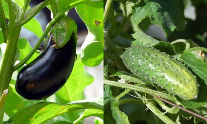 Найкраща підкормка для огірків і баклажанів