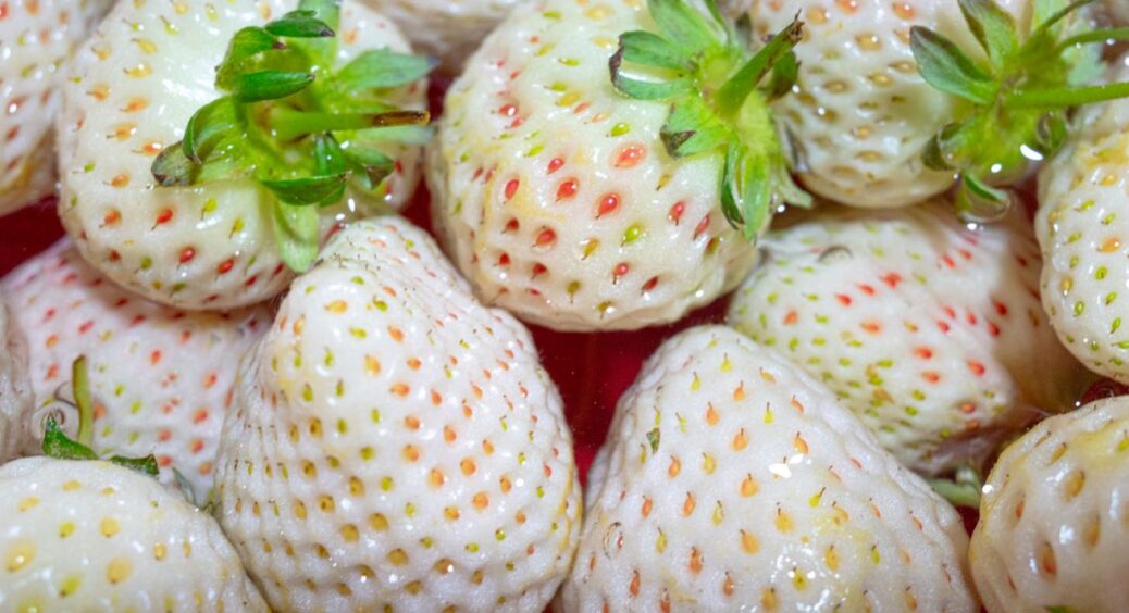 Як виростити білу полуницю? Не складе труднощів: впораються навіть новачки, а їсти можна навіть алергікам 