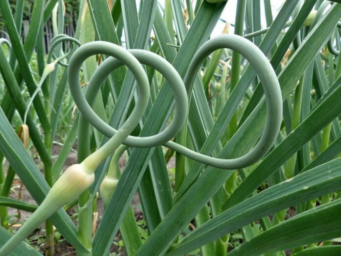 Експерти розповіли, що робити, аби не стрілкувалася цибуля