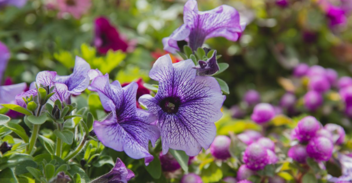 Чим підкормити петунію Чим підкормити петунію