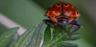 Як позбутися від жуків на території: поради садівників 