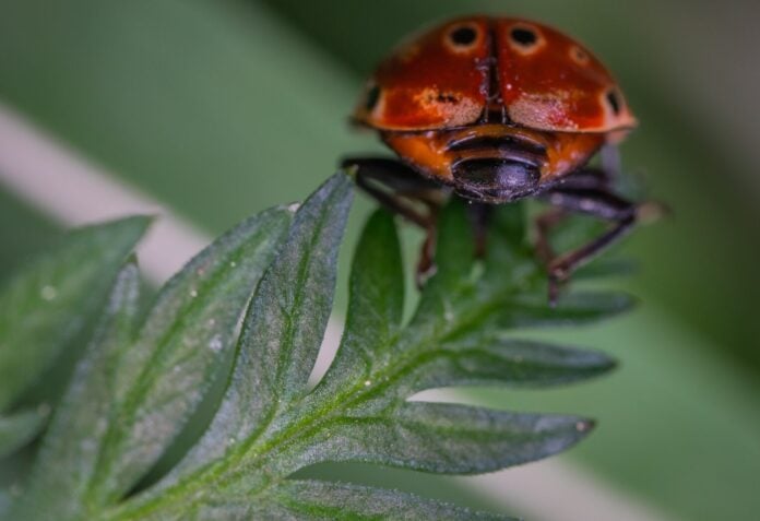 Як позбутися від жуків на території: поради садівників 