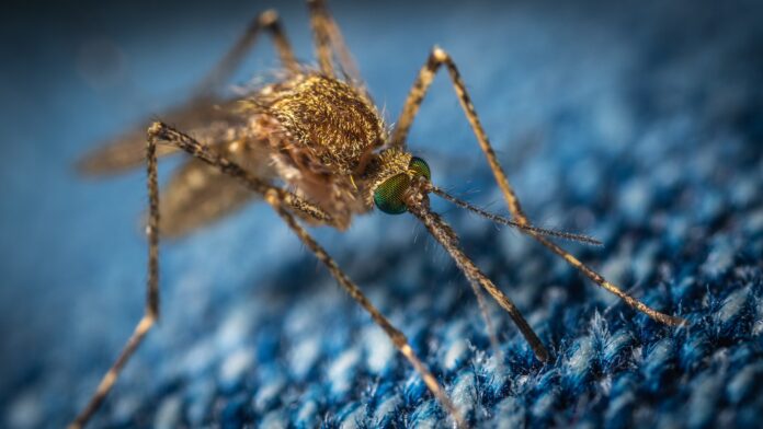Що робити, щоб комарі не надокучали вдома