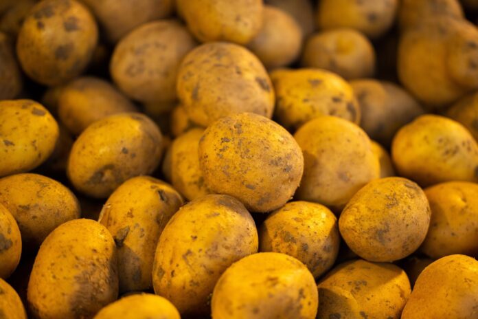 Як виростити картоплю навіть в неродючій землі