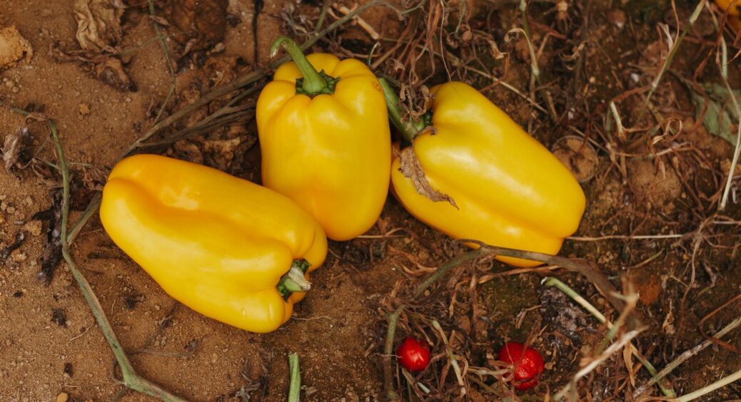 З року в рік використовую це добриво — врожаю заздрять всі сусіди: рецепт найкращої підгодівлі для перців 