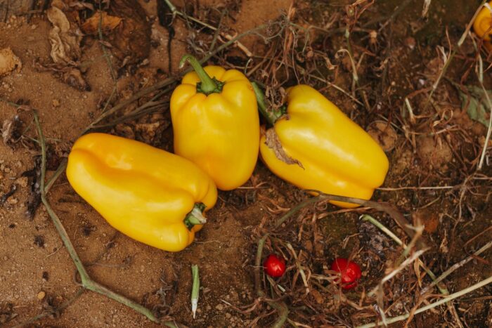 Експерти розповіли, чим підгодовувати розсаду перців після висадки у відкритий ґрунт