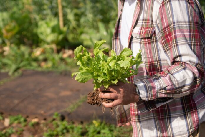 Чим підгодувати врожай кабачків і баклажанів