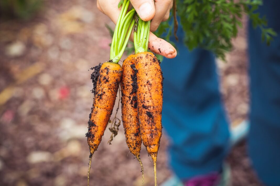 Як правильно посадити моркву перед зимуванням