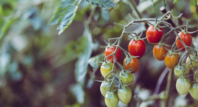 Чорніють помідори: чим підкормити і оприскати томати, щоб розсада ожила і дала багатий врожай 