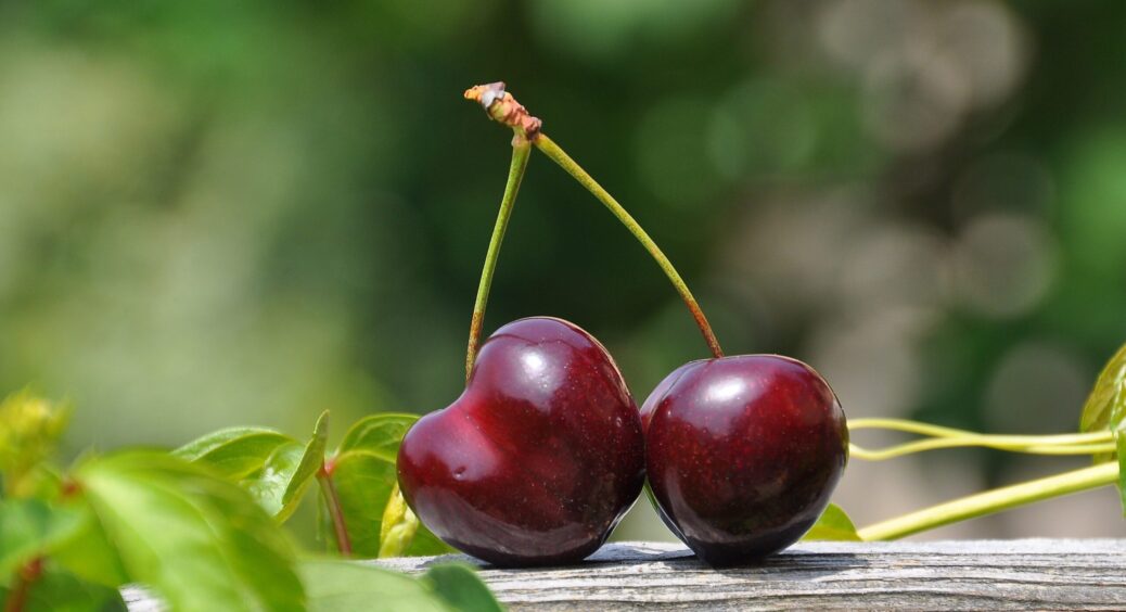 Прикрила черешню на зиму за порадою сусідки та не впізнаю свій сад: дерева дали тонни солодкого врожаю 