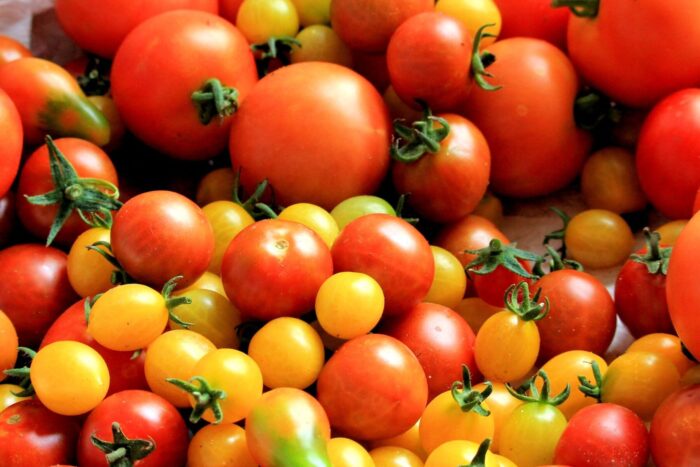 Експерти назвали, які сорти жовтих томатів потрібно висадити