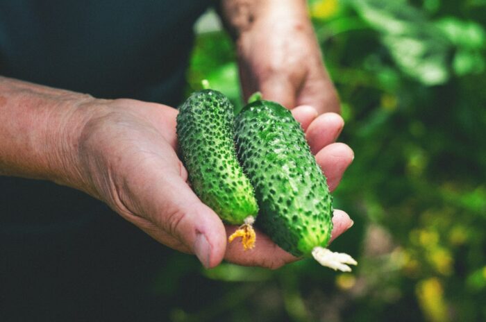 Як і чим удобрити огірки, щоб вони дали щедрий врожай