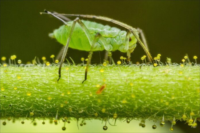 Експерти розповіли, як швидко позбутись від попелиці назавжди Експерти розповіли, як швидко позбутись від попелиці назавжди