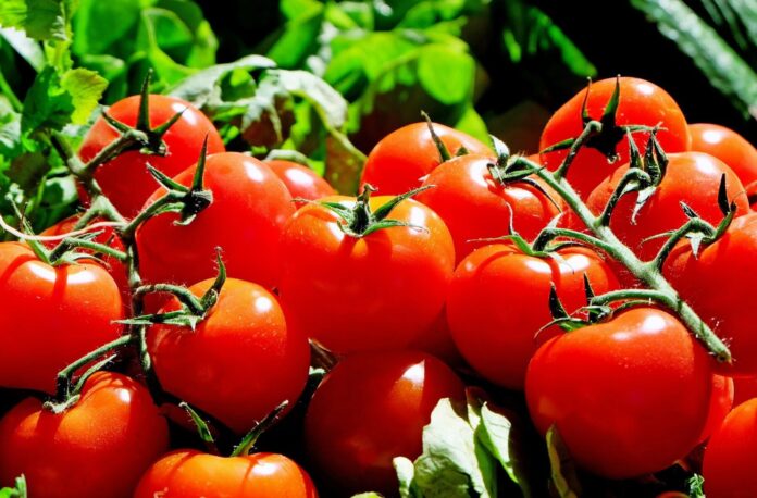 Чим підгодувати розсаду помідорів