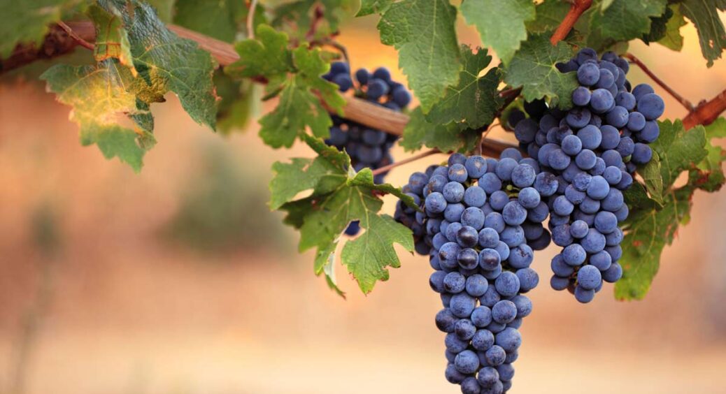 Даю цю підкормку винограду після збору врожаю: перевірила секрет сусідки і не прогадала. Лоза оживає на очах 