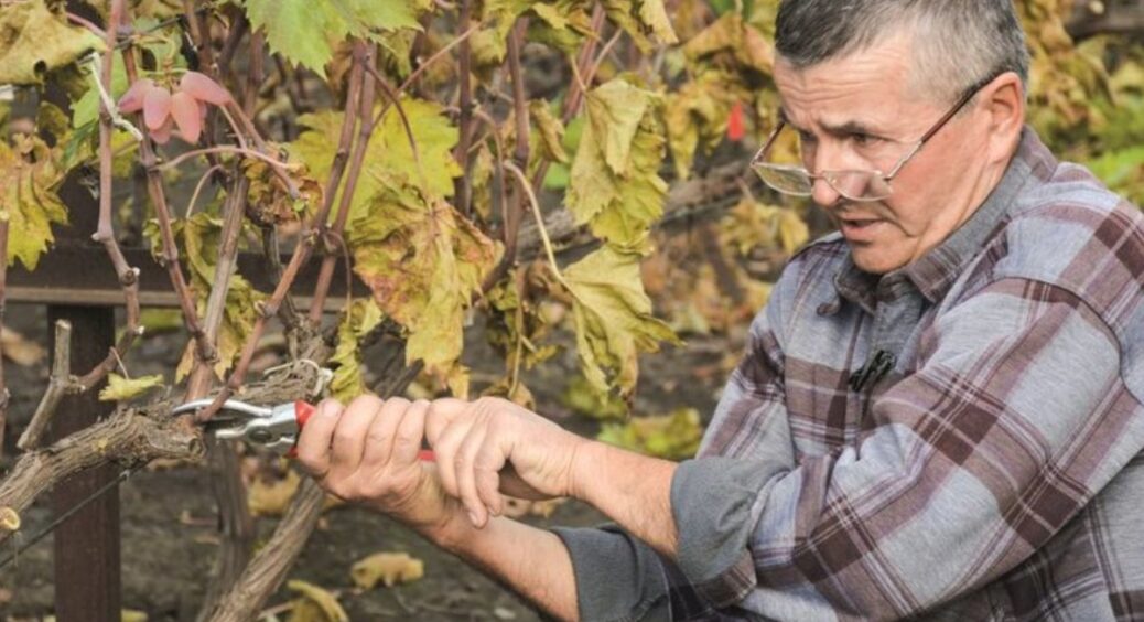 5 помилок, які допускають новачки під час обрізки винограду: 1 невірний “чік” — в без врожаю на весь рік 