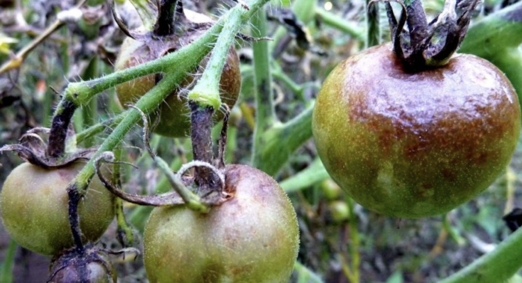 Більше ніякої фітофтори: обробила ґрунтові помідори цим диво-засобом і виросли м’ясисті та солодкі як персик 