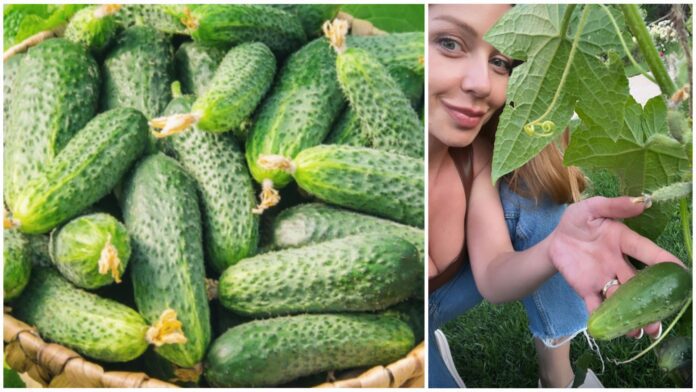 Тіна Кароль займається вирощуванням овочів: як виростити огірки краще Тіна Кароль займається вирощуванням овочів: як виростити огірки краще