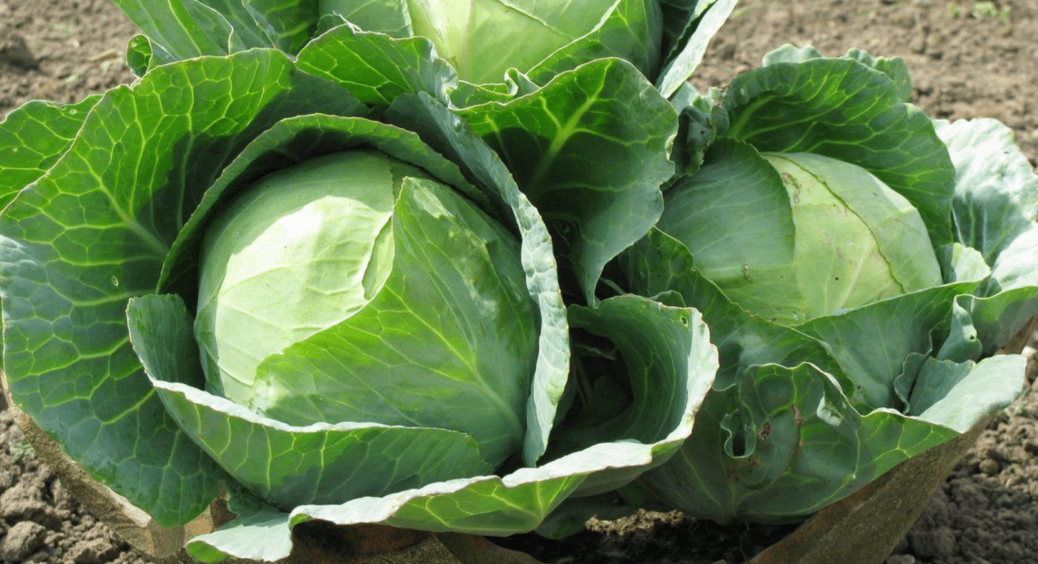 Обприскайте цим капусту і забудьте про білокрилку: цей засіб з аптеки врятує урожай від набридливих шкідників 