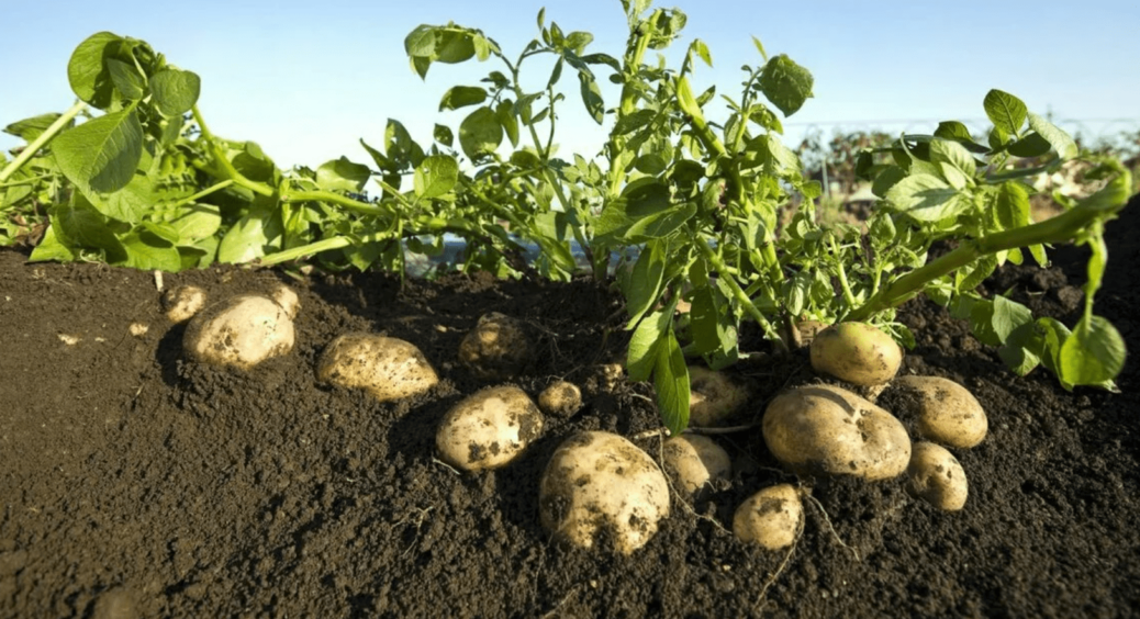Китайська технологія вирощування картоплі: як з 1 картоплини отримати відро врожаю 