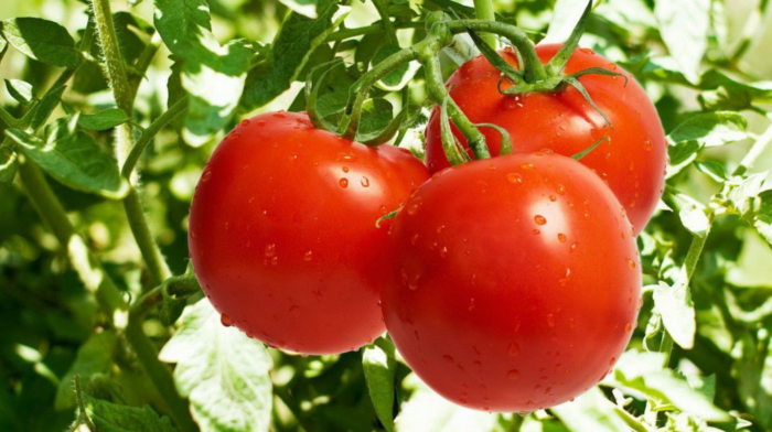 Як правильно підживити помідори борною кислотою