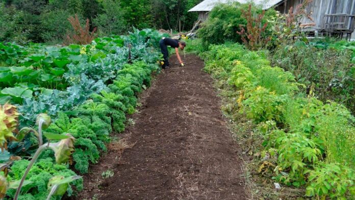 Навіщо поливати рослини розчином із вапна чи сірчаної кислоти Навіщо поливати рослини розчином із вапна чи сірчаної кислоти