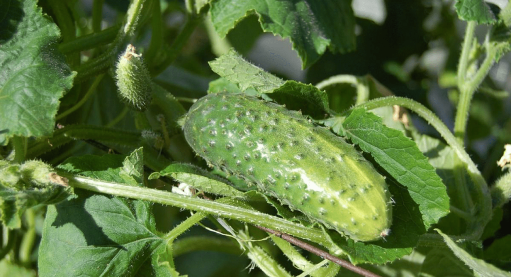 Поливаю цим розчином огірки у серпні, щоб встигнути зібрати ще по 10 кг врожаю з кожного кущика 