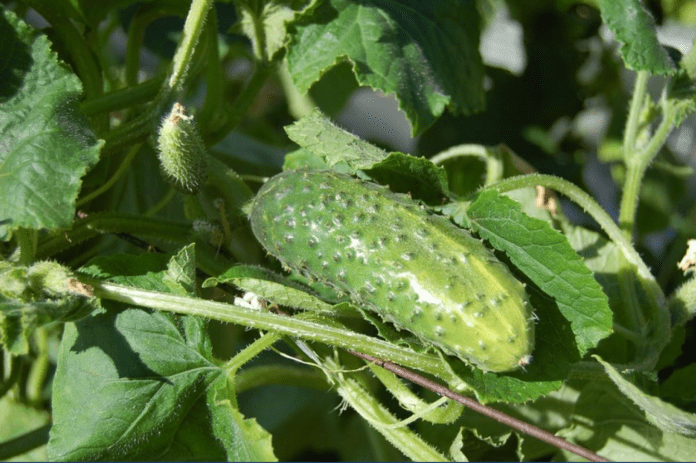 Покроковий рецепт добрива для огірків, яке збільшує врожай Покроковий рецепт добрива для огірків, яке збільшує врожай