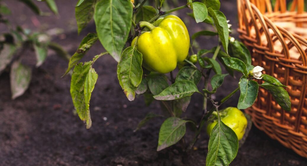 Розібралася, чому у розсади перцю скручується листя: тепер забула про цю проблему назавжди. Дякую свекрусі 