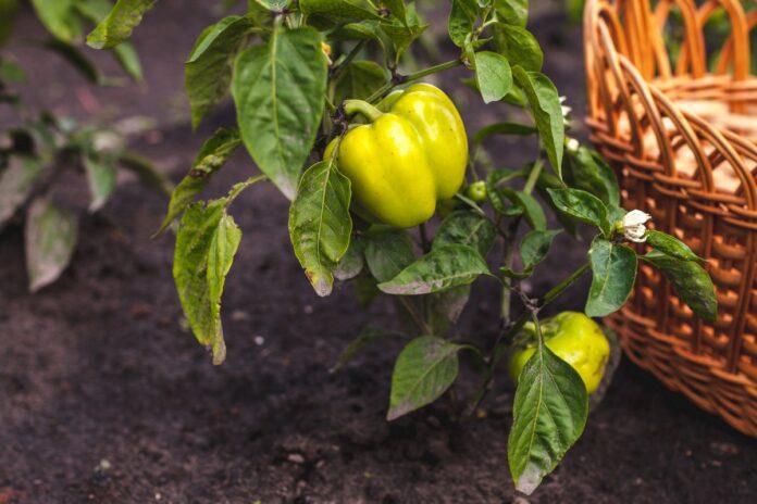 Чому листя розсади перцю скручується і як вирішити цю проблему Чому листя розсади перцю скручується і як вирішити цю проблему