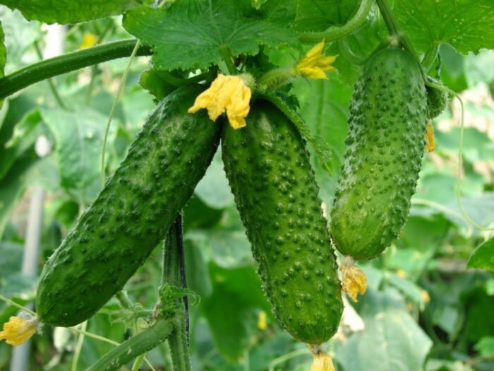 Поради садівника: як зберегти здоров'я огірків та отримати якісний врожай