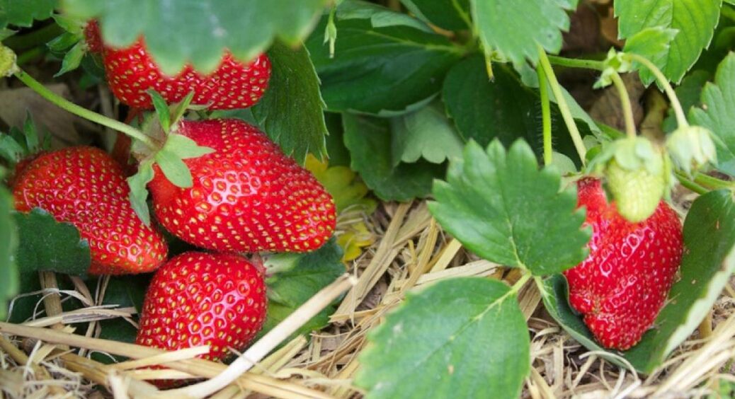 Підживила цим розчином полуницю, і була приємно вражена: виросла, як ніколи раніше, великою та соковитою 