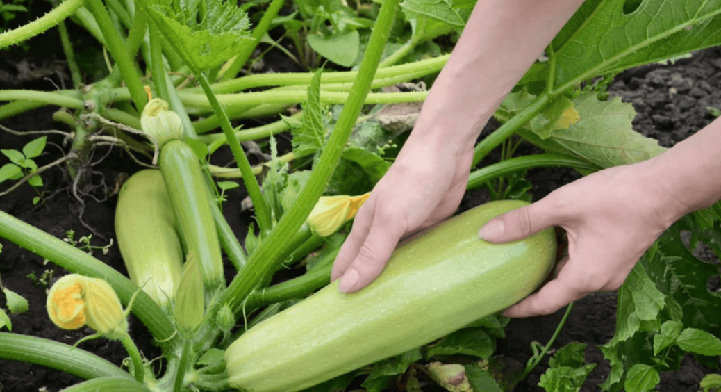 Чому на кабачках біліє листя: названо основні причини, чому з’являється наліт і розповіли, як із ним боротись 