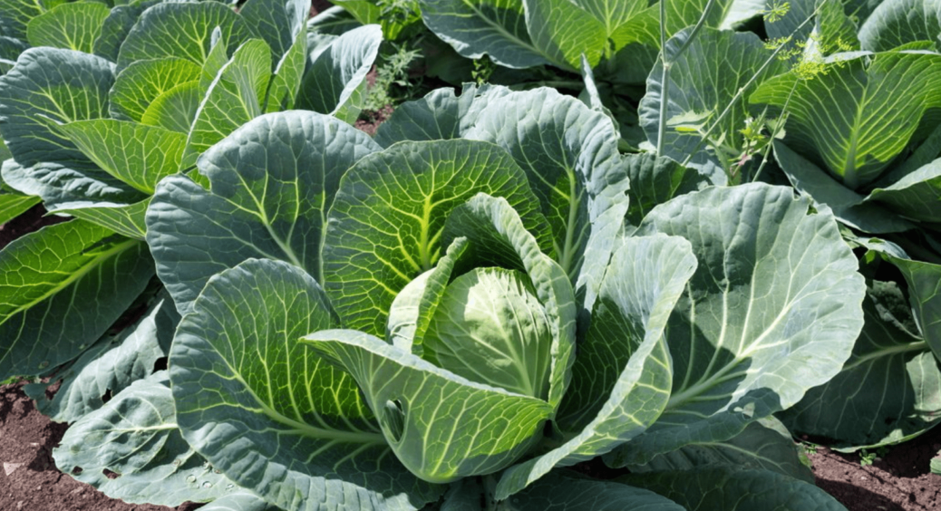 Одна проста дія зробить пишний врожай: зробіть це з капустою в серпні і качани вимахають по 10 кілограмів 