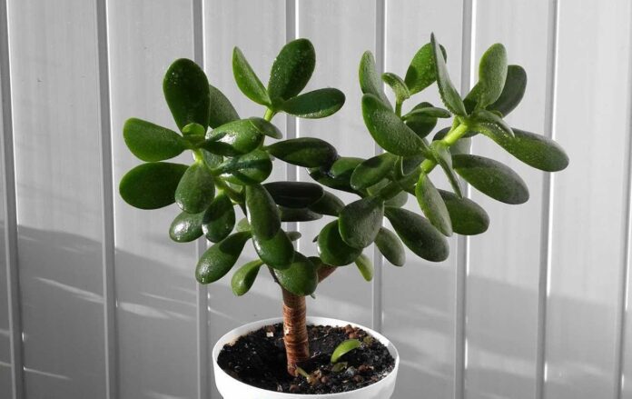 Рецепт відмінного добрива для грошового дерева Рецепт відмінного добрива для грошового дерева