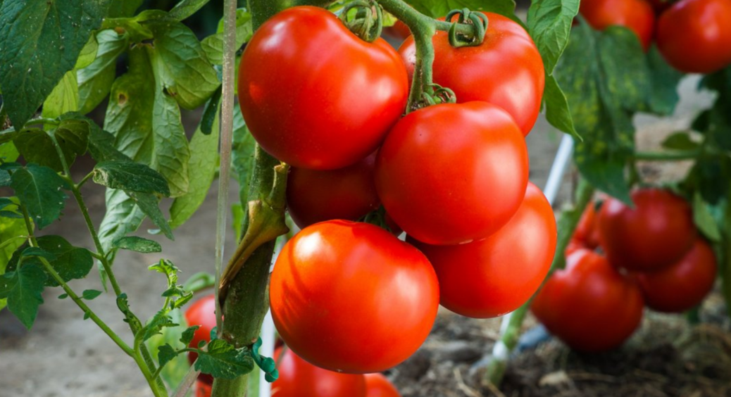 Підкормка марганцівкою помідорів, огірків та полуниці: будете збирати по відру врожаю з кущика 