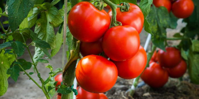 Навіщо помідорам дають марганцівку