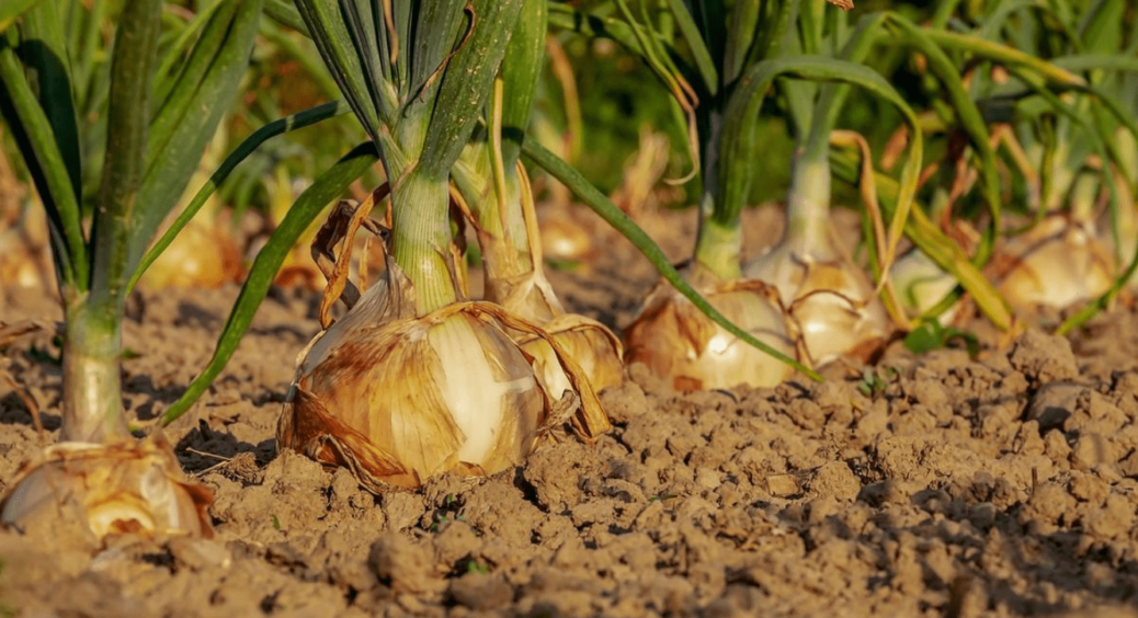 Три основні причини, чому жовкне цибуля: експерти назвали головні помилки, які допускають багато городників 