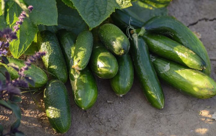 Бюджетна мильна підкормка для огірків, яка подвоїть врожай