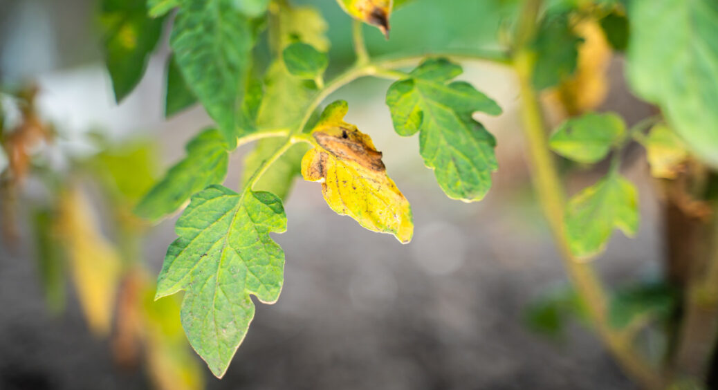 Цей копійчаний засіб допоможе, якщо жовтіє листя томатів та опадають зав’язі: ще й від хвороб захистить 